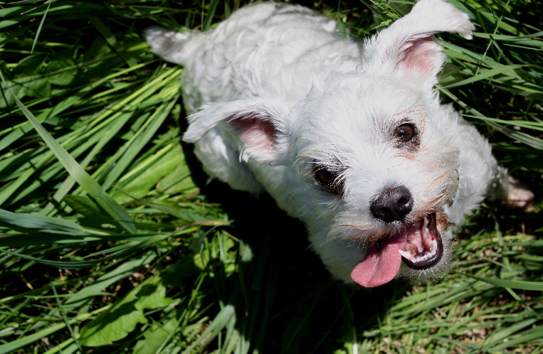 Happy pet